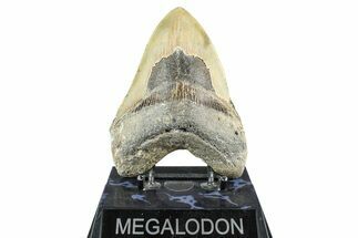 Serrated, Fossil Megalodon Tooth - North Carolina #368433