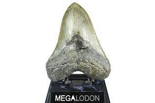 Fossil Shark Teeth For Sale