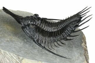 Huge, Flying Psychopyge Trilobite - Top Quality Specimen #368546