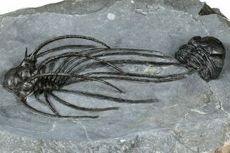 Rare, Spiny Heliopeltis Trilobite - Top Quality Example #368567