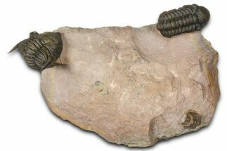 Metacanthina Trilobite With Reedops - Lghaft, Morocco #368572
