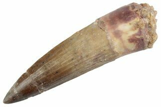 Fossil Spinosaurus Tooth - Restored Tip #368057