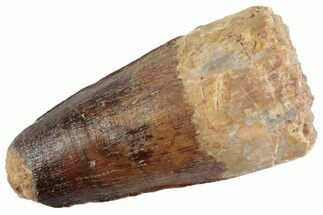 Fossil Spinosaurus Tooth - Feeding Worn Tooth #368061