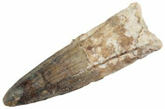 Fossil Spinosaurus Tooth - Real Dinosaur Tooth #368071