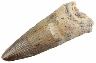 Fossil Spinosaurus Tooth - Feeding Worn Tooth #368074