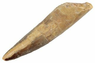 Fossil Spinosaurus Tooth - Real Dinosaur Tooth #368076