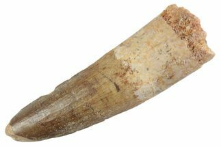 Fossil Spinosaurus Tooth - Feeding Worn Tooth #368119