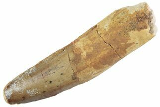 Fossil Spinosaurus Tooth - Feeding Worn Tooth #368129