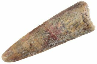 Fossil Spinosaurus Tooth - Feeding Worn Tooth #368136