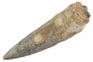 Fossil Spinosaurus Tooth - Real Dinosaur Tooth #368141
