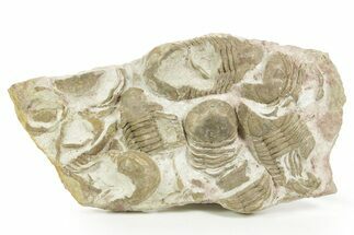 Ordovician Trilobite (Xenasaphus) Mortality Plate - Russia #368621