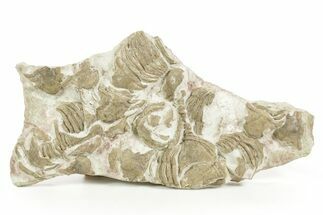 Ordovician Trilobite (Xenasaphus) Mortality Plate - Russia #368622