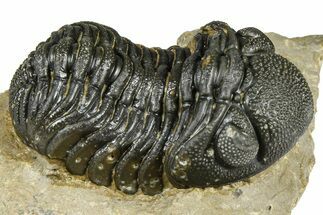 Detailed Phacopid (Morocops) Trilobite - Foum Zguid, Morocco #363152