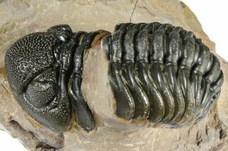 Bargain, Phacopid (Morocops) Trilobite - Foum Zguid, Morocco #363160
