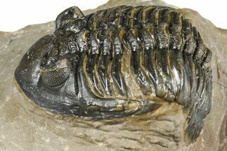 Hollardops Trilobite - Foum Zguid, Morocco #363218