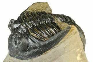 Hollardops Trilobite - Foum Zguid, Morocco #363221