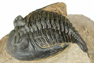 Hollardops Trilobite - Foum Zguid, Morocco #363223