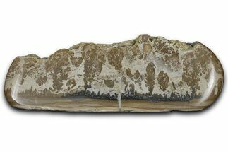 Triassic Aged Stromatolite Fossil - England #365706