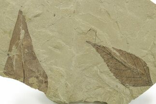 Multiple Fossil Leaf Plate - Green River Formation, Utah #368740