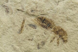 Eocene Fossil Cricket (Orthoptera) - Green River Formation #368745