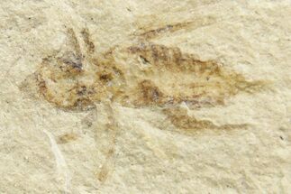 Eocene Fossil Cricket (Orthoptera) - Green River Formation #368747