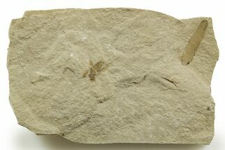 Eocene Fossil Cricket and Mimosite Leaf - Green River Formation #368755
