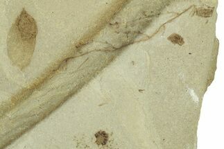 Fossil Samara (Winged Seed) - Green River Formation, Utah #368762