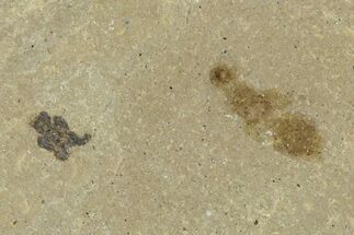 Fossil Insect (Ant and Beetle) Plate - Utah #368766