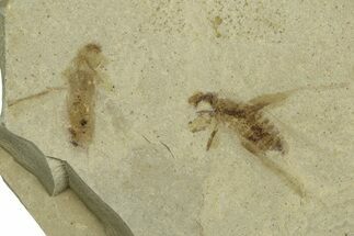 Eocene Fossil Cricket and Crane Flies - Green River Formation #368768
