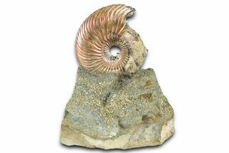 Iridescent Pyritized Ammonite (Quenstedticeras) Fossil Display #368838