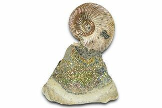 Iridescent Pyritized Ammonite (Quenstedticeras) Fossil Display #368846