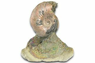Iridescent Pyritized Ammonite (Quenstedticeras) Fossil Display #368849