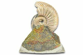 Iridescent Pyritized Ammonite (Quenstedticeras) Fossil Display #368851