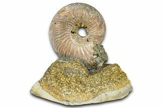 Iridescent Pyritized Ammonite (Quenstedticeras) Fossil Display #368854