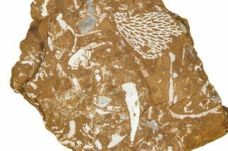 Ordovician Kukersite Oil Shale w/ Bryozoan & Trilobite Fossils #368947
