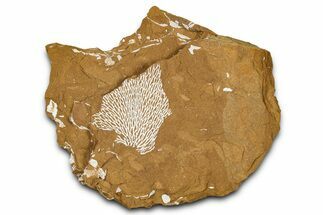 Ordovician Kukersite Oil Shale with Bryozoan Fossils - Russia #368950