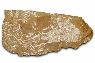 Ordovician Kukersite Oil Shale with Bryozoan Fossils - Russia #368956