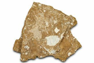 Ordovician Kukersite Oil Shale w/ Bryozoan & Trilobite Fossils #368957