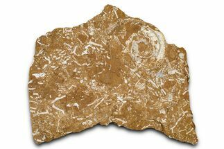 Ordovician Kukersite Oil Shale w/ Bryozoan & Trilobite Fossils #368963