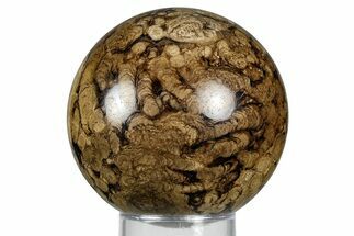 Polished Fossil Stromatolite (Chlorellopsis?) Sphere - Wyoming #369065