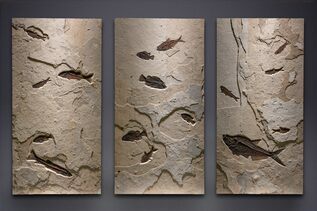 Fossils For Sale