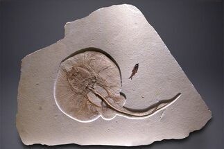 Exceptionally Large, Fossil Stingray - Wyoming #368994