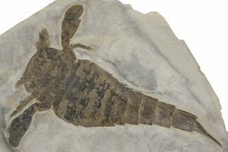 Eurypterus (Sea Scorpion) Fossil - New York #369236