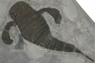 Eurypterus (Sea Scorpion) Fossil - New York #369242