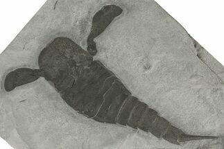 Eurypterus (Sea Scorpion) Fossil - New York #369248