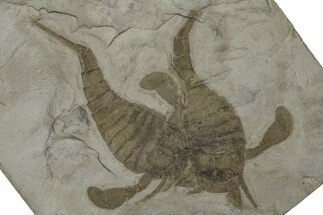 Double Eurypterus (Sea Scorpion) Plate - New York #369257