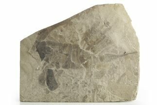 Multiple Eurypterus (Sea Scorpion) Fossils - New York #369315