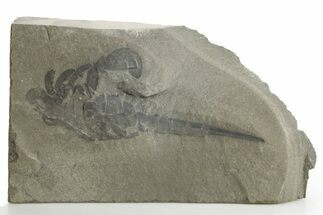 Bargain, Eurypterus (Sea Scorpion) Fossil - New York #369316