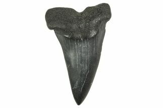 Fossil White Shark Tooth - South Carolina #368627