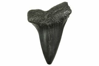 Fossil Broad-Toothed Mako Tooth - South Carolina #368628